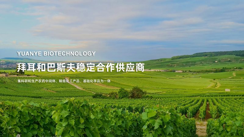 分子生物学试剂，如何选择？揭秘十大品牌排行背后的逻辑**