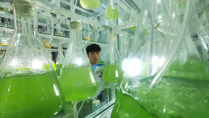 临床前IND申报外包服务：揭秘医药研发的加速器**